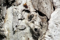 IMG_4491-Siamese-Twins