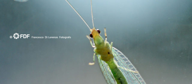 Macro fotografia a mano libera