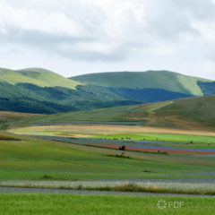 Fioritura piana del Castelluccio 2018
