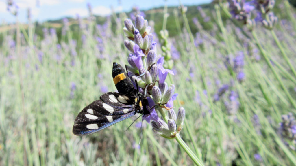 Al lavoro tra la lavanda